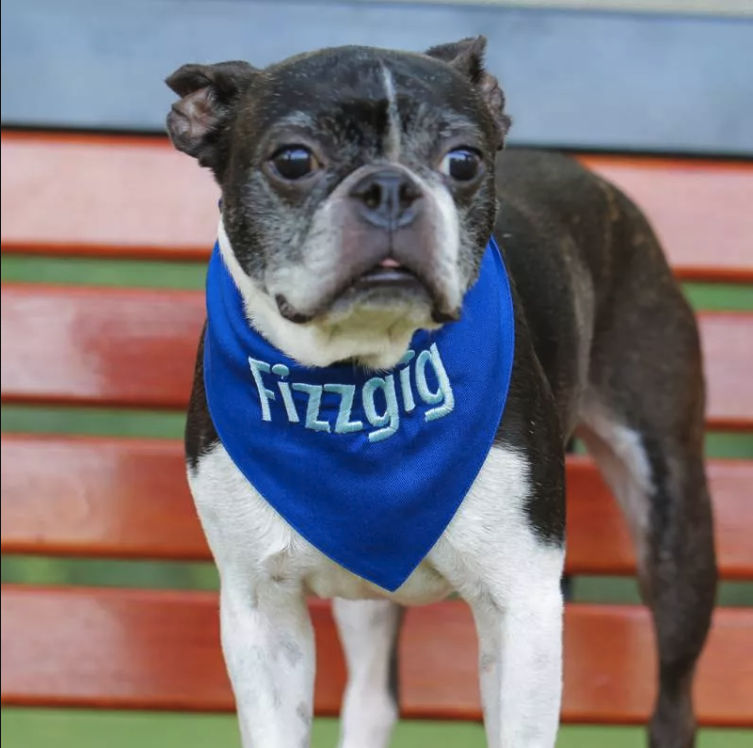 Chien Boston terrier portant un bandana bleu en coton personnalisé, doux et facile à laver, personnalisable avec un nom brodé.